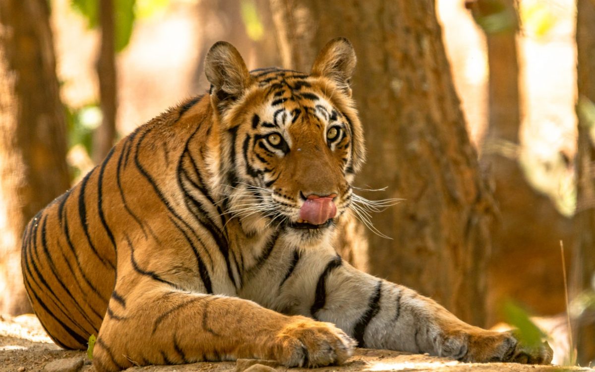 Royal Bengal Tiger